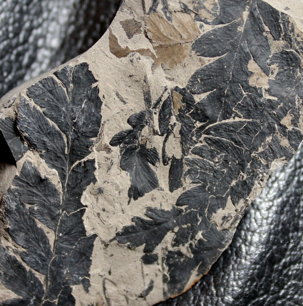 Fossile plante