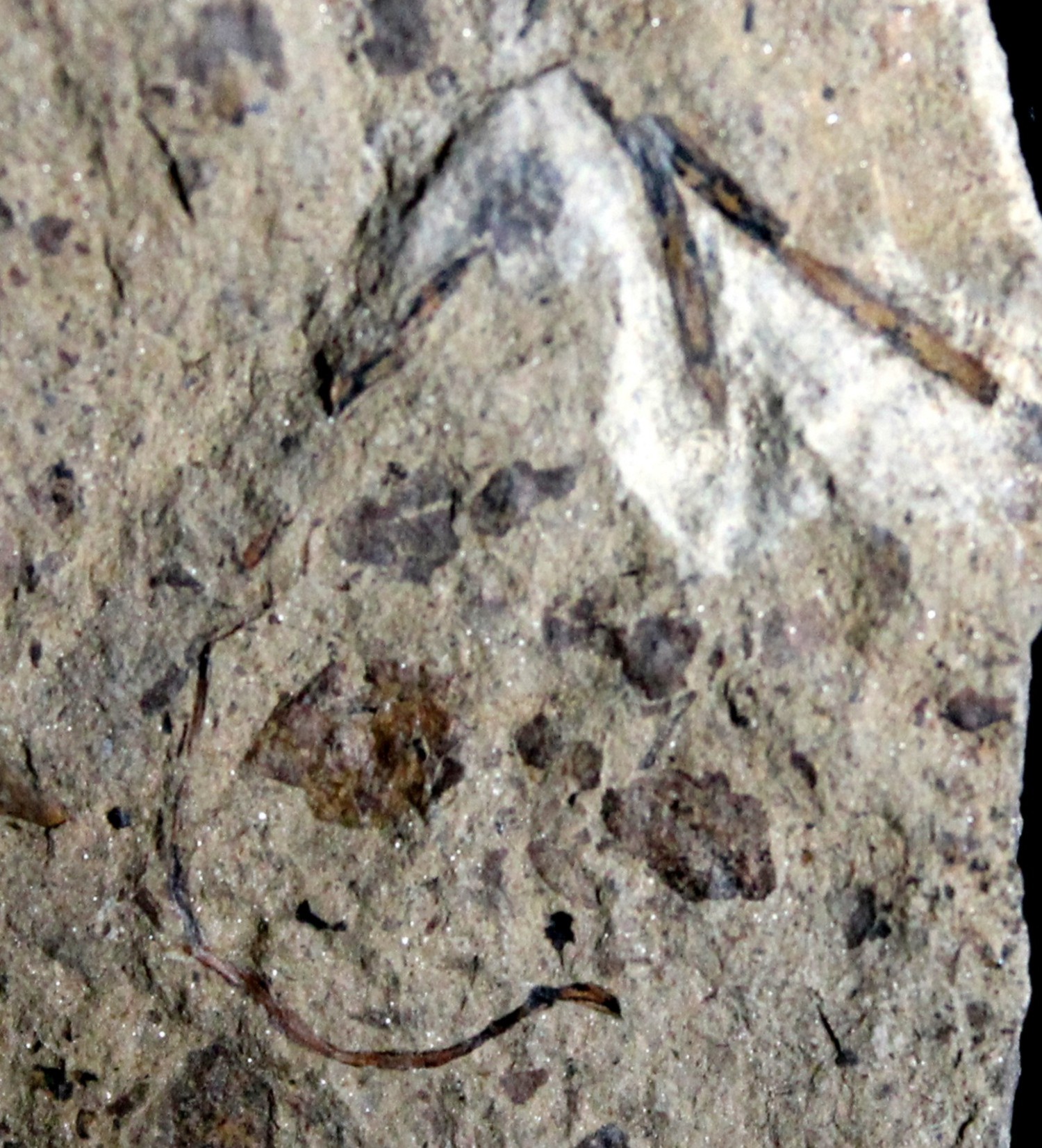 Silurian fossil land plant for sale 
