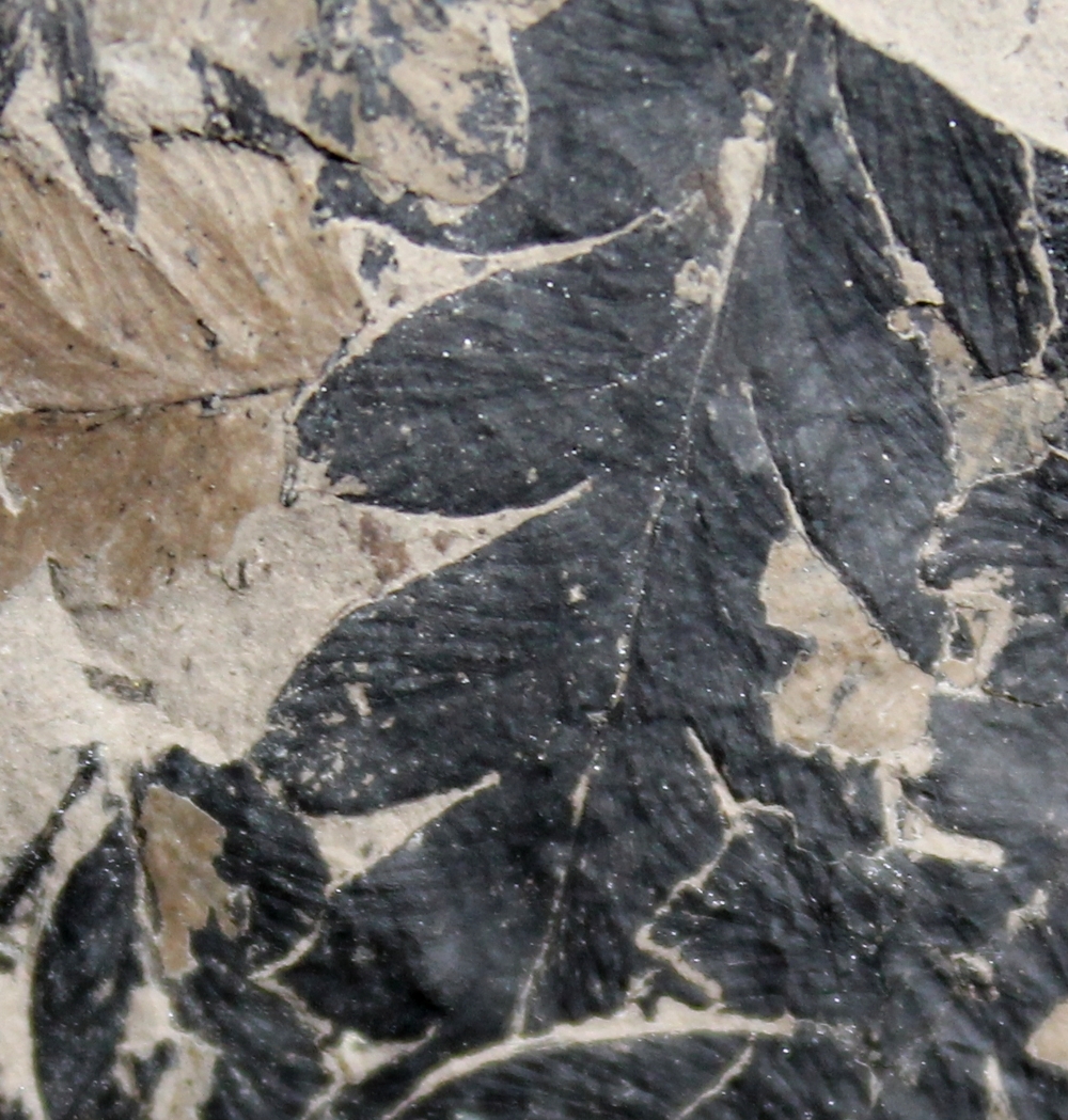 Mariopteris nervosa