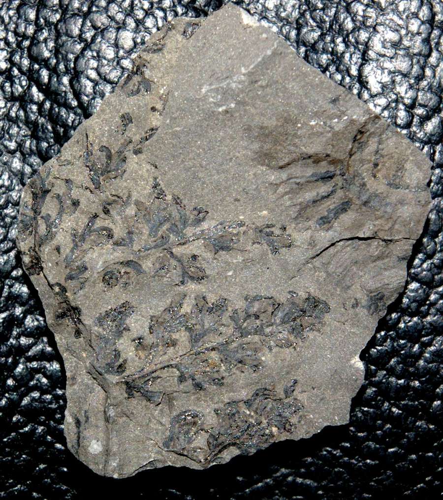 fossil sporangia