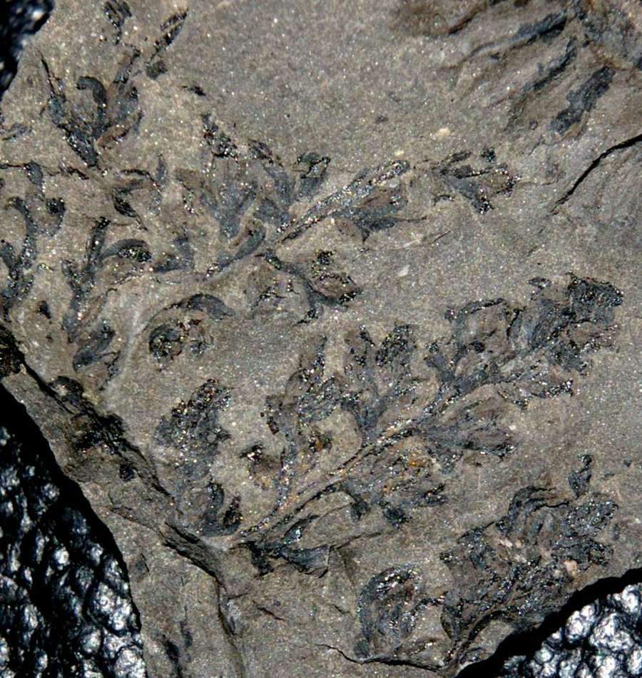 fossil fertile organ