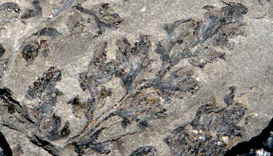 Carboniferous fossil sporangia