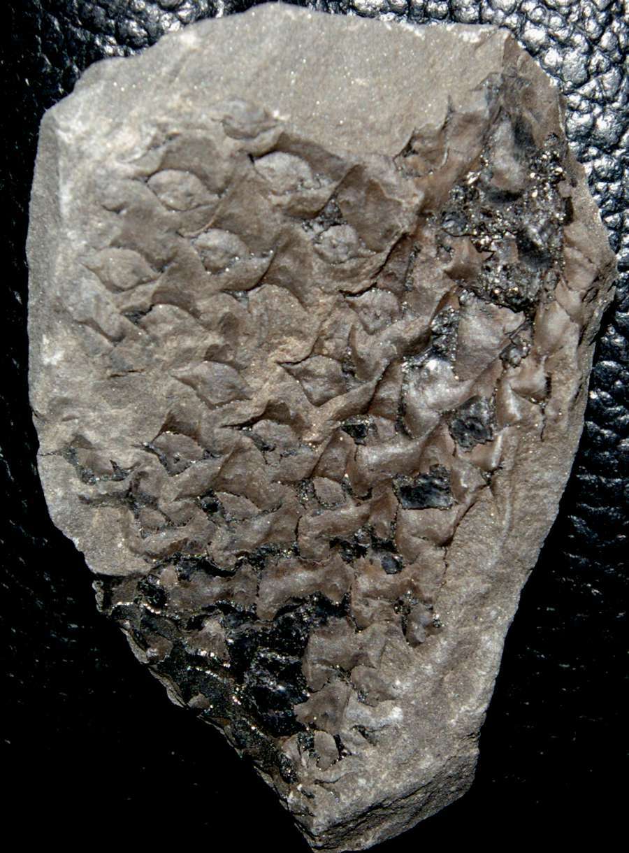 Lepidodendron oculus felis 
