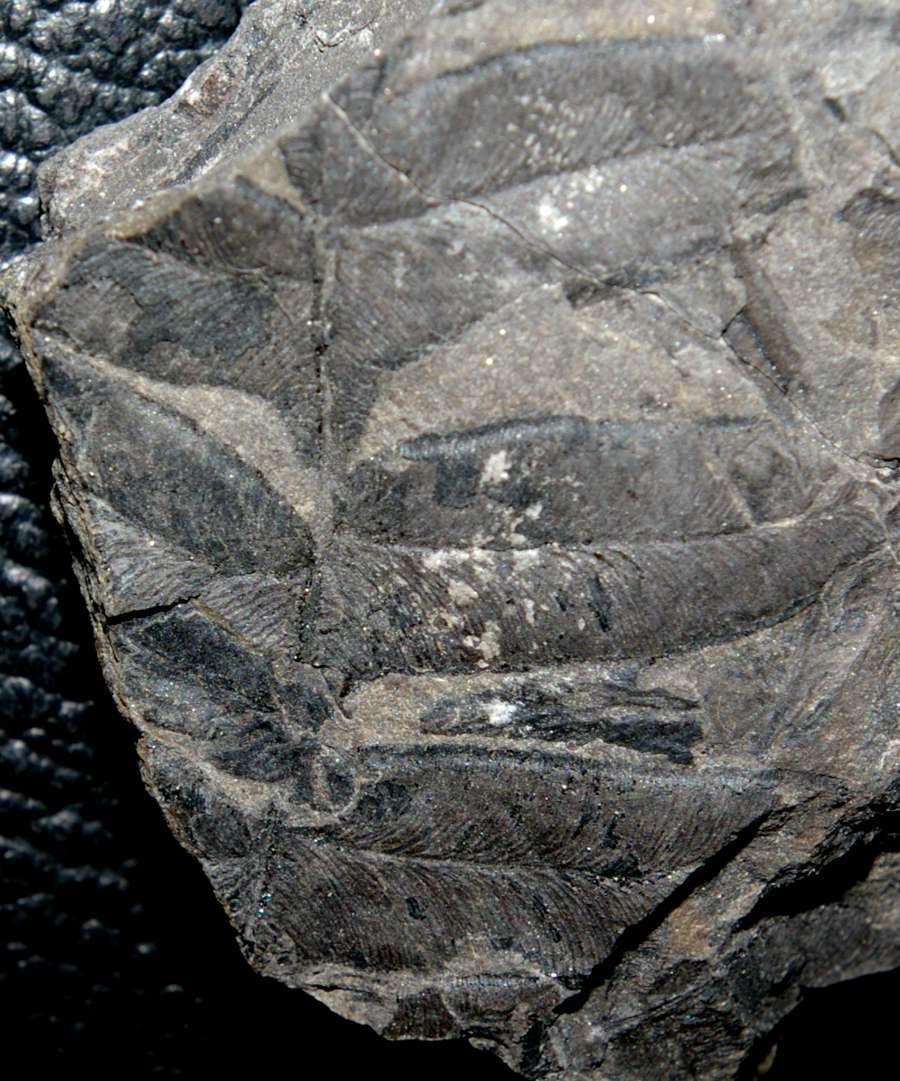 Alethopteris zeilleri 
