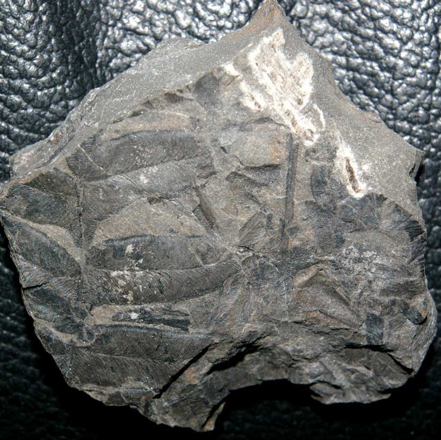 Alethopteris zeilleri 