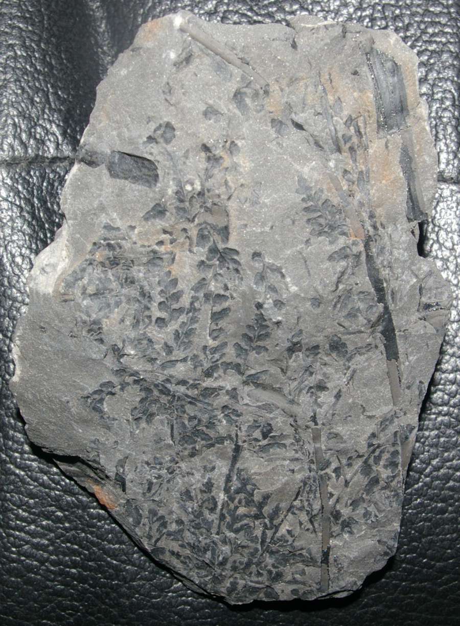 Sphenopteris rotundifolia 