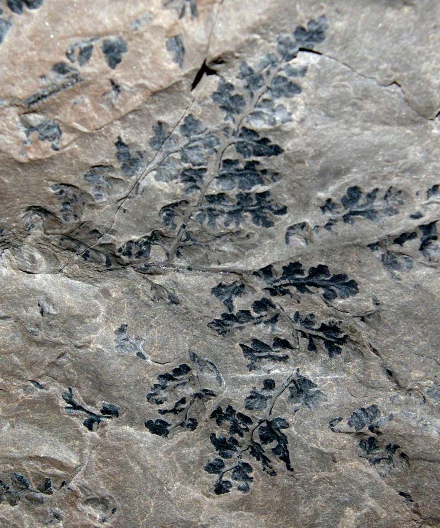 Sphenopteris footneri 