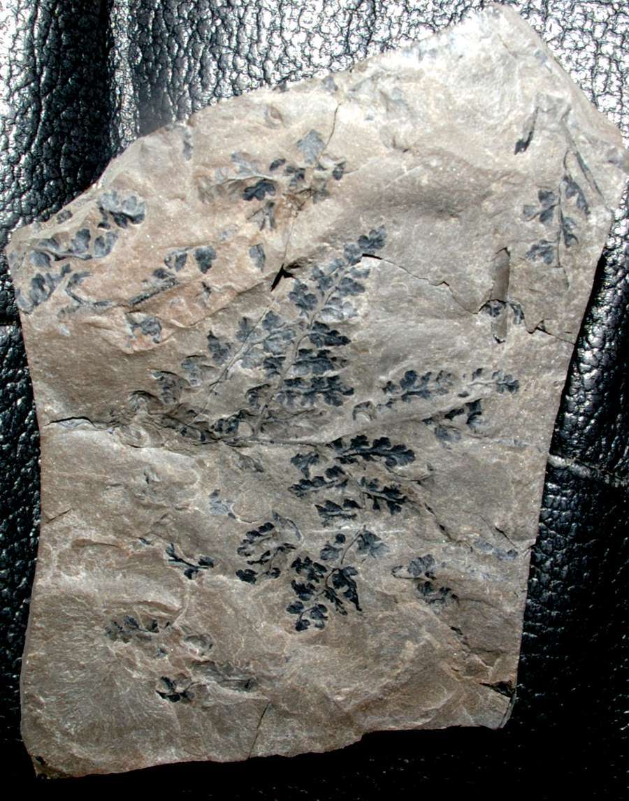 Sphenopteris footneri 