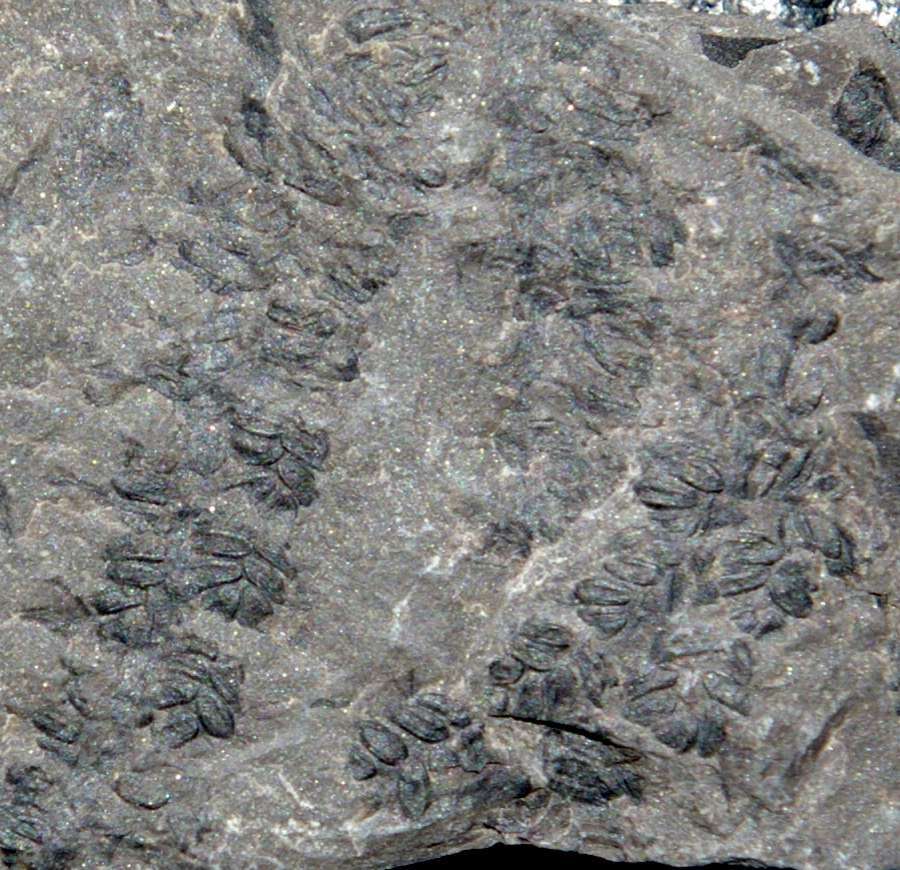 fossil fertile organ 