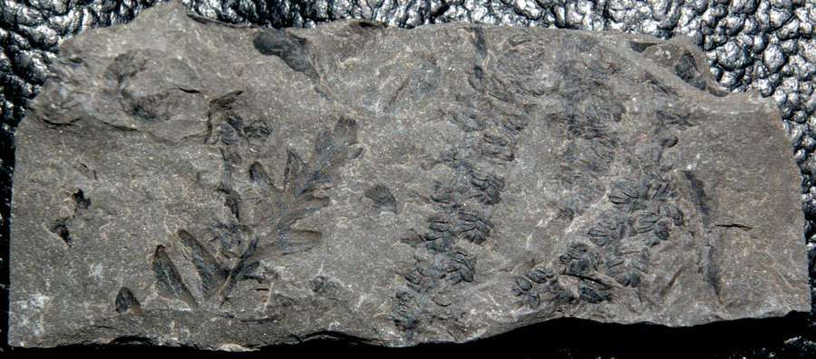 fossil fertile organ 