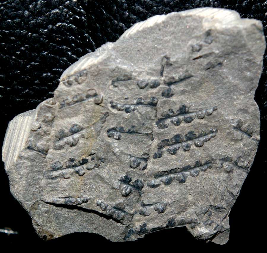 Carboniferous fossil plant 