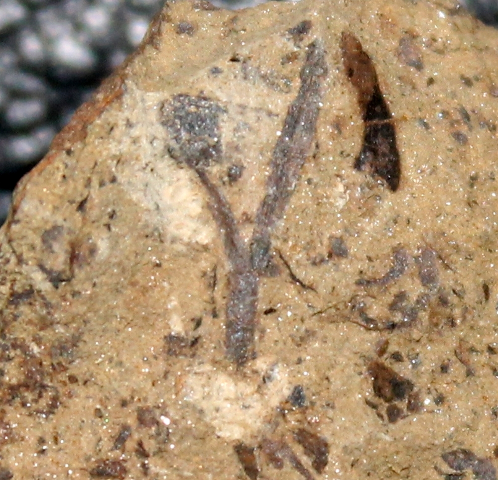 Pachytheca 