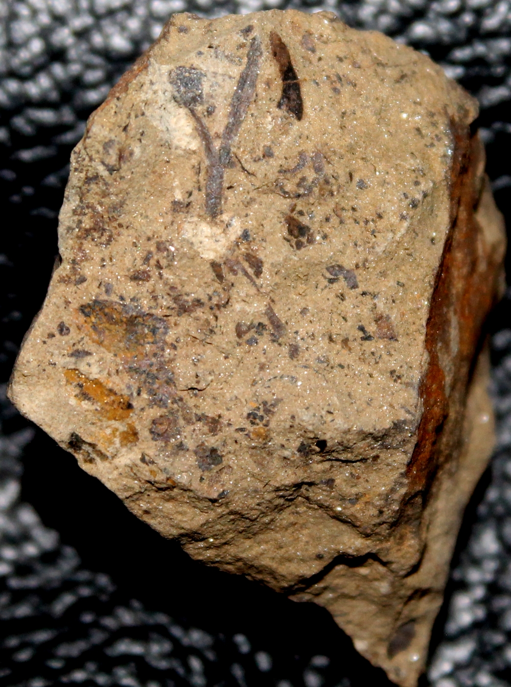 Pachytheca