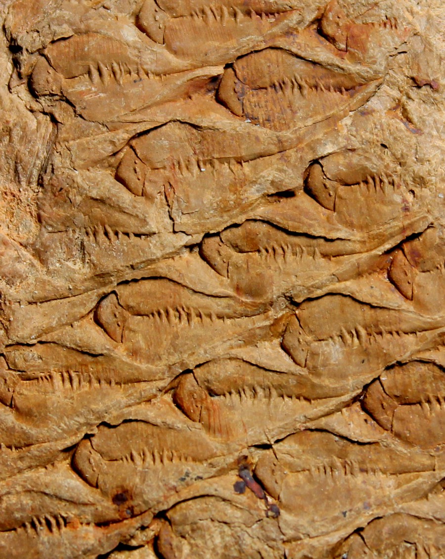 Lepidodendron 