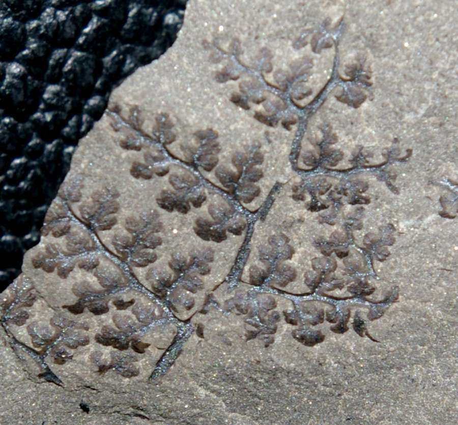 Sphenopteris Renaultia gracilis 