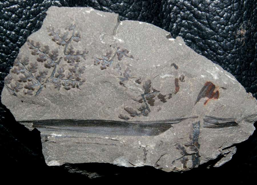 Sphenopteris Renaultia gracilis 