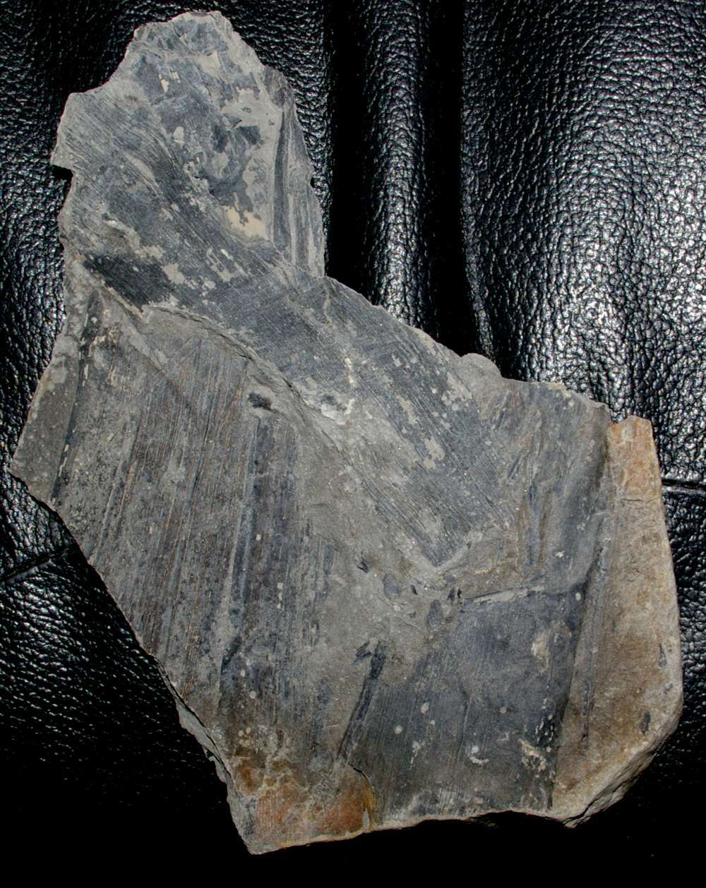 Cordaites borassifolius, Carboniferous Pennsylvanian, Moscovian fossil plant 