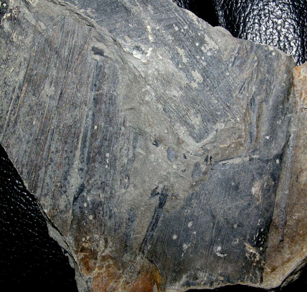 Cordaites borassifolius, Carboniferous fossil plant 