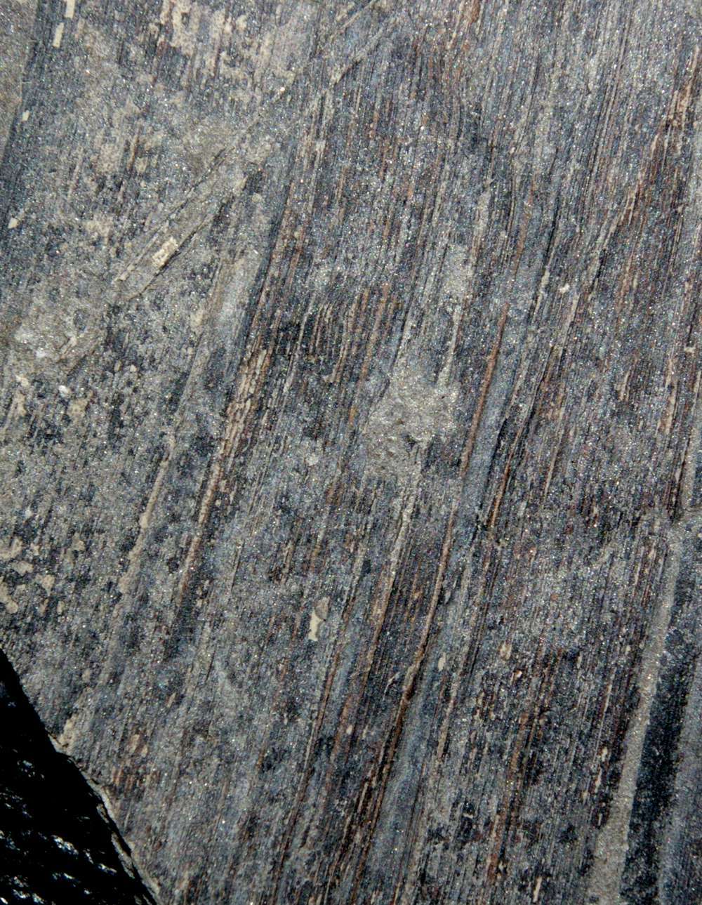 Cordaites borassifolius, Carboniferous fossil plant 