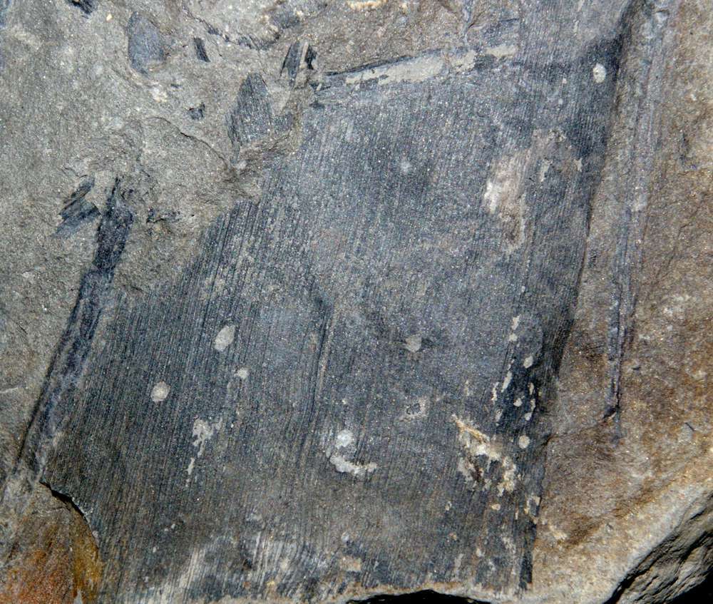 Cordaites borassifolius, Carboniferous fossil plant 