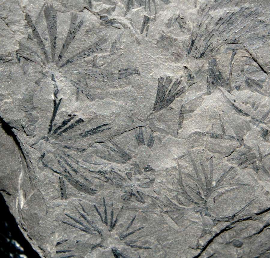 Sphenophyllum myriophyllum 