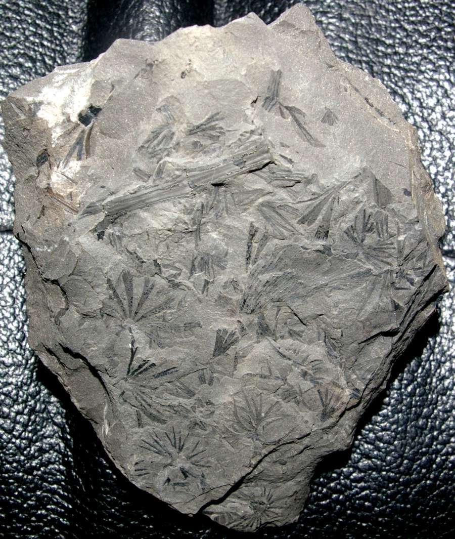 Sphenophyllum myriophyllum, Carboniferous fossil plant 