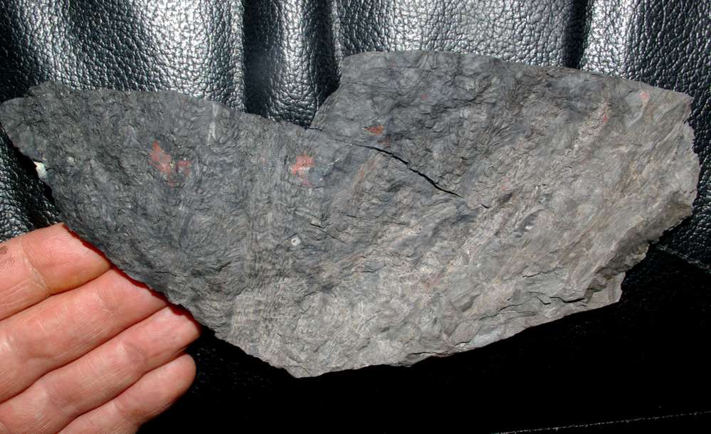 Carboniferous fossils calamite cones 