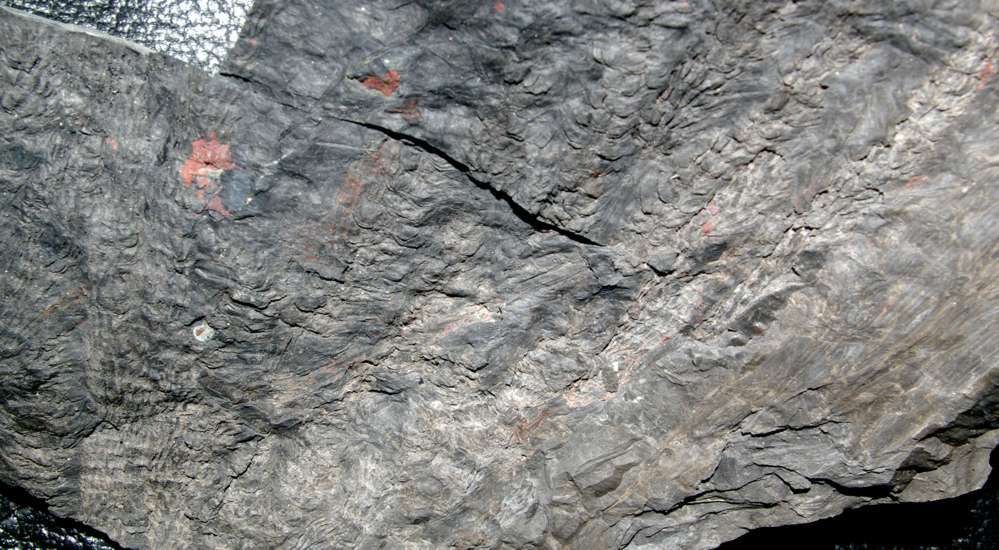Carboniferous fossils calamite cones 