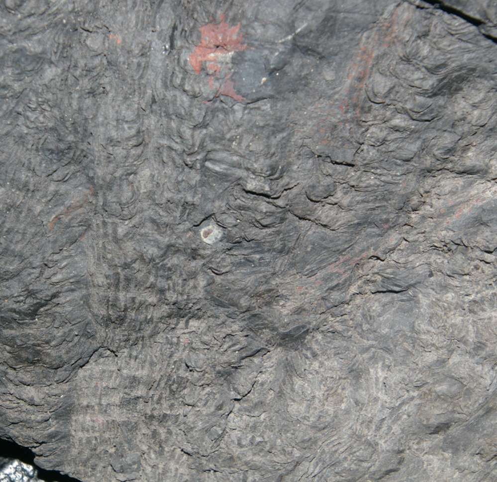 Carboniferous fossils calamite cones 