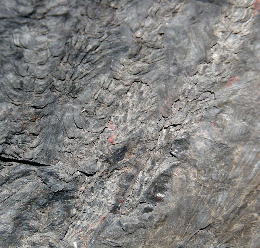 Carboniferous fossils calamite cones 