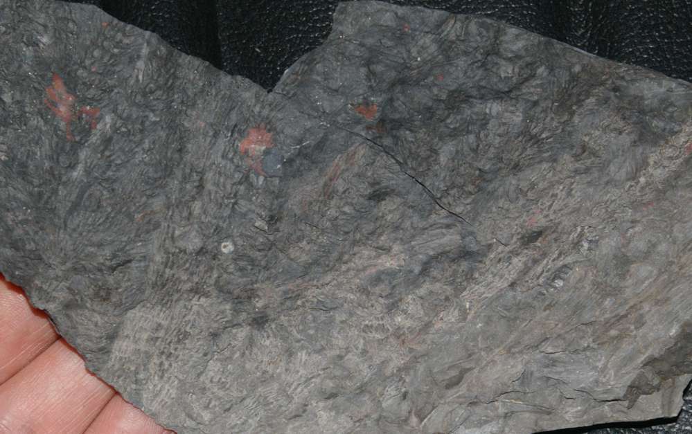Carboniferous fossils calamite cones 