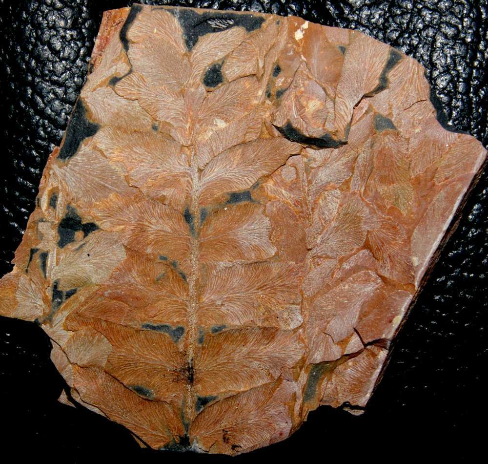 Carboniferous fossil plant Neuropteris flexuosa  