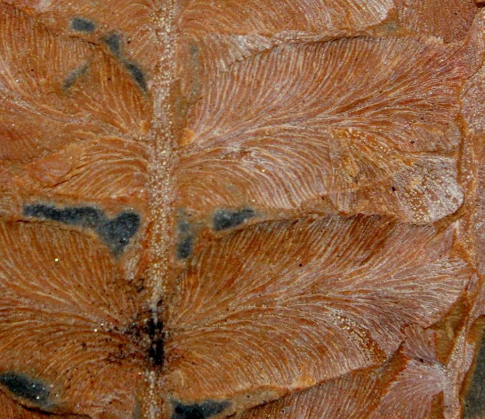 Carboniferous fossils calamite cones 