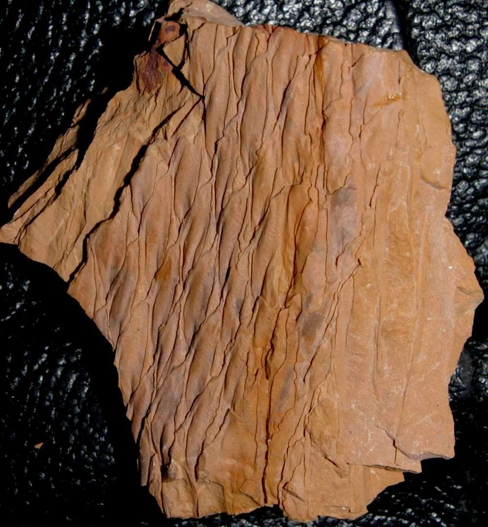 Carboniferous fossil plant Lepidodendron lycopodioides  