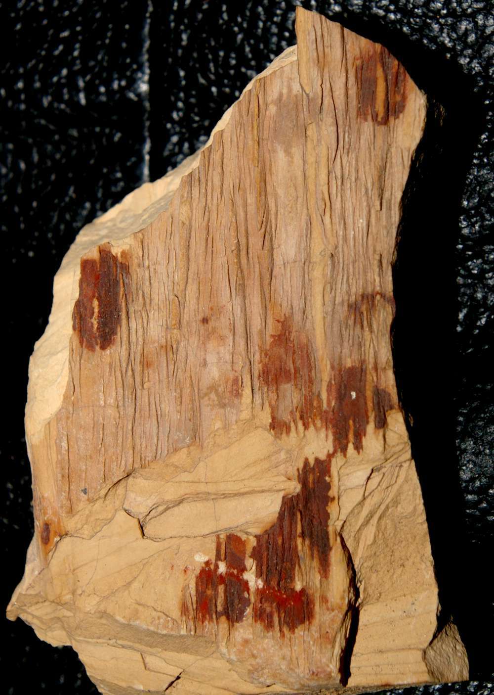Carboniferous fossil plant Lepidodendron rimosum  