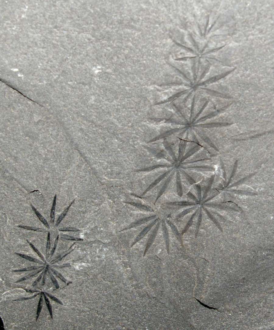 Carboniferous fossil plant Annularia radiata   
