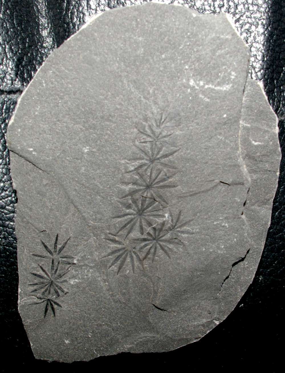 Carboniferous fossil plant Annularia radiata   