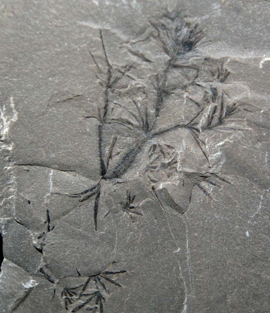Carboniferous fossil plant Annularia spicata   