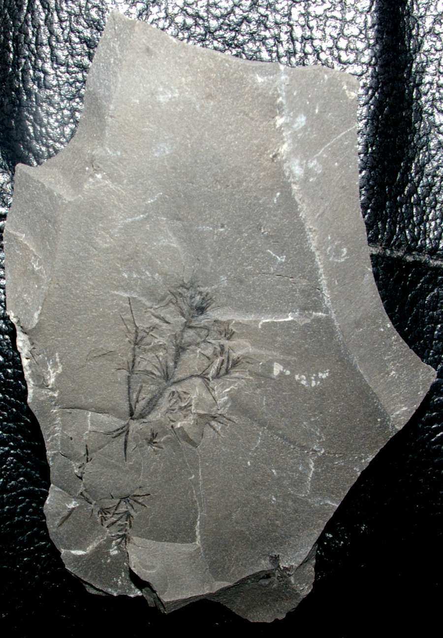 Carboniferous fossil plant Annularia spicata   
