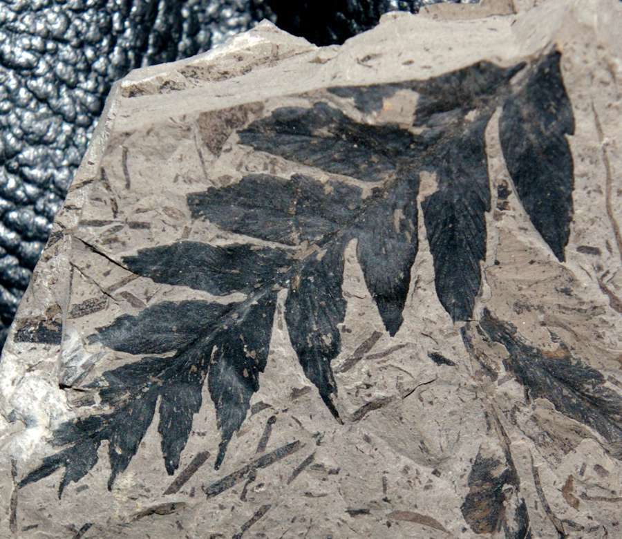 Carboniferous fossil plant Mariopteris acuta   