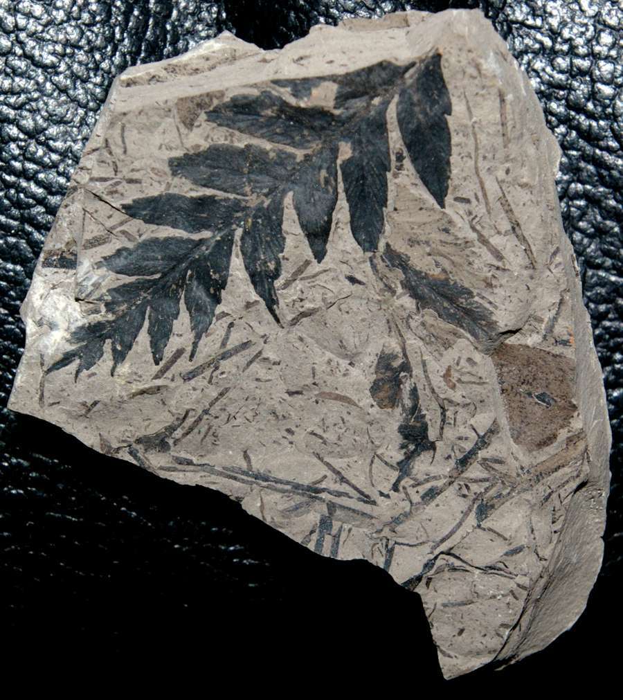 Carboniferous fossil plant Mariopteris acuta   