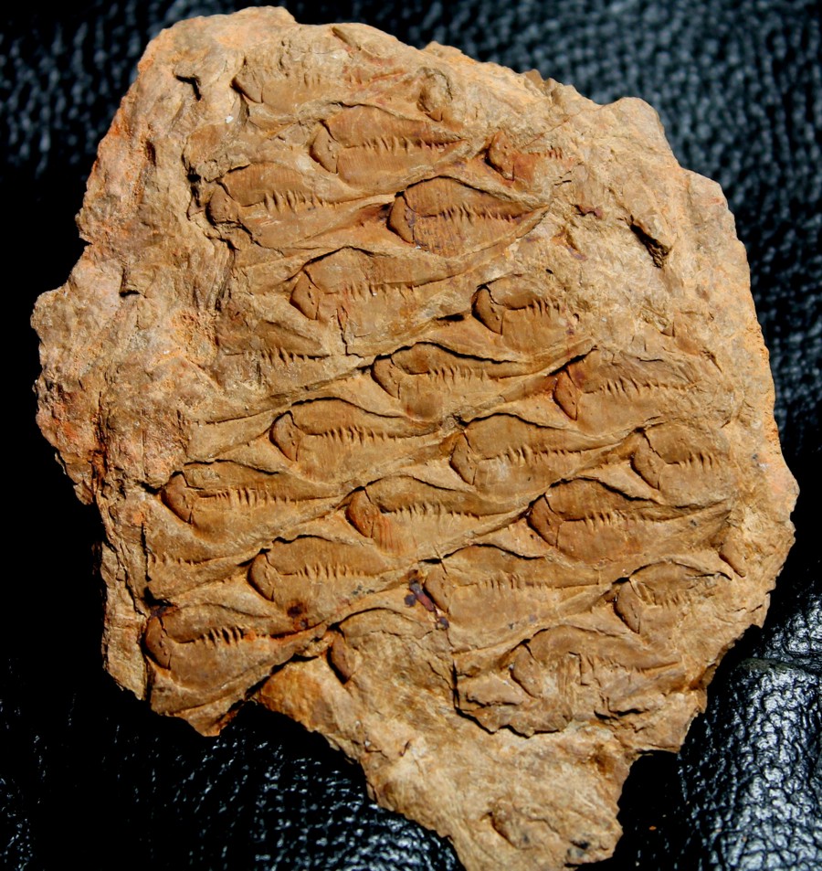 Lepidodendron 
