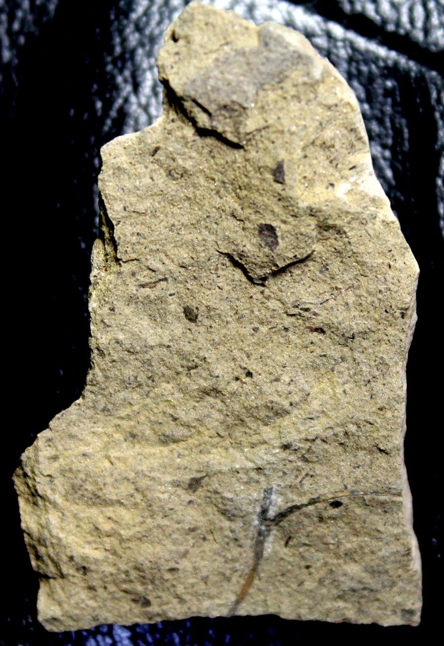 oldest fossil Silurian land plant
