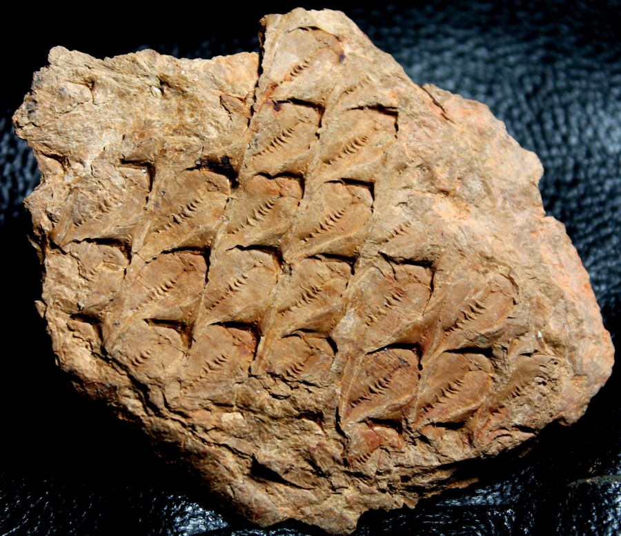 Lepidodendron 
