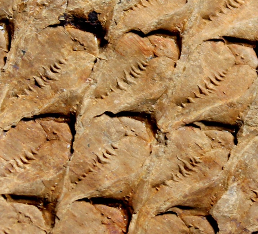 Lepidodendron 