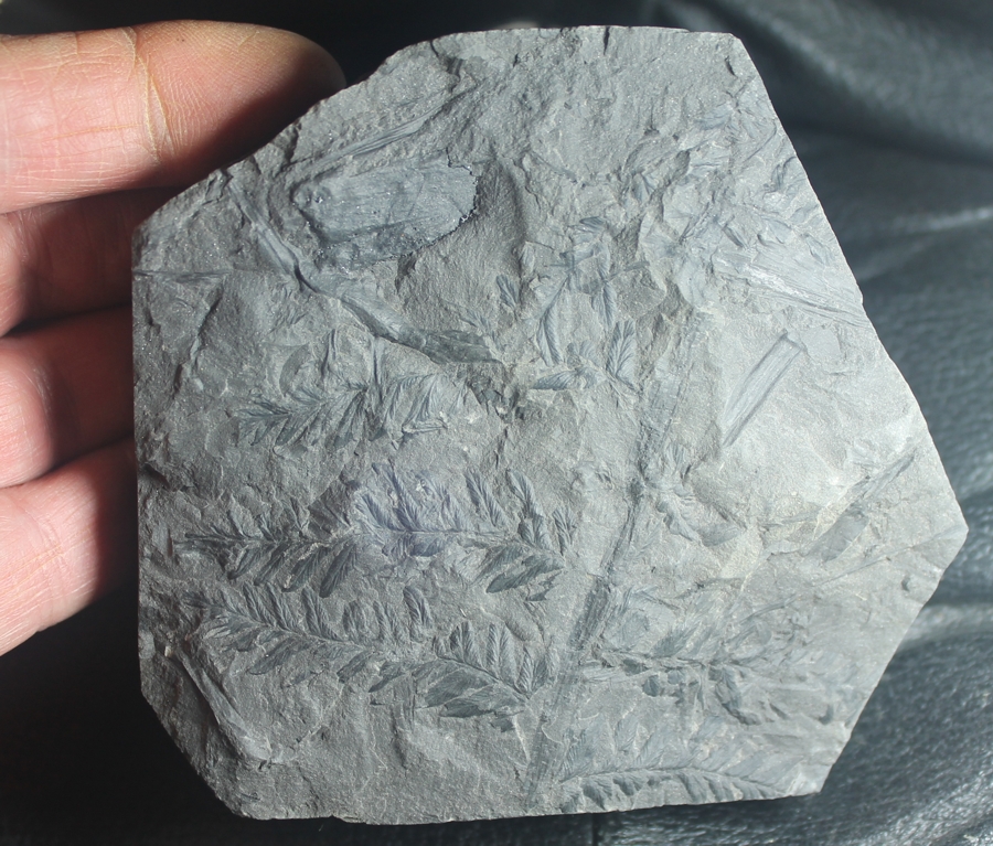 Mariopteris