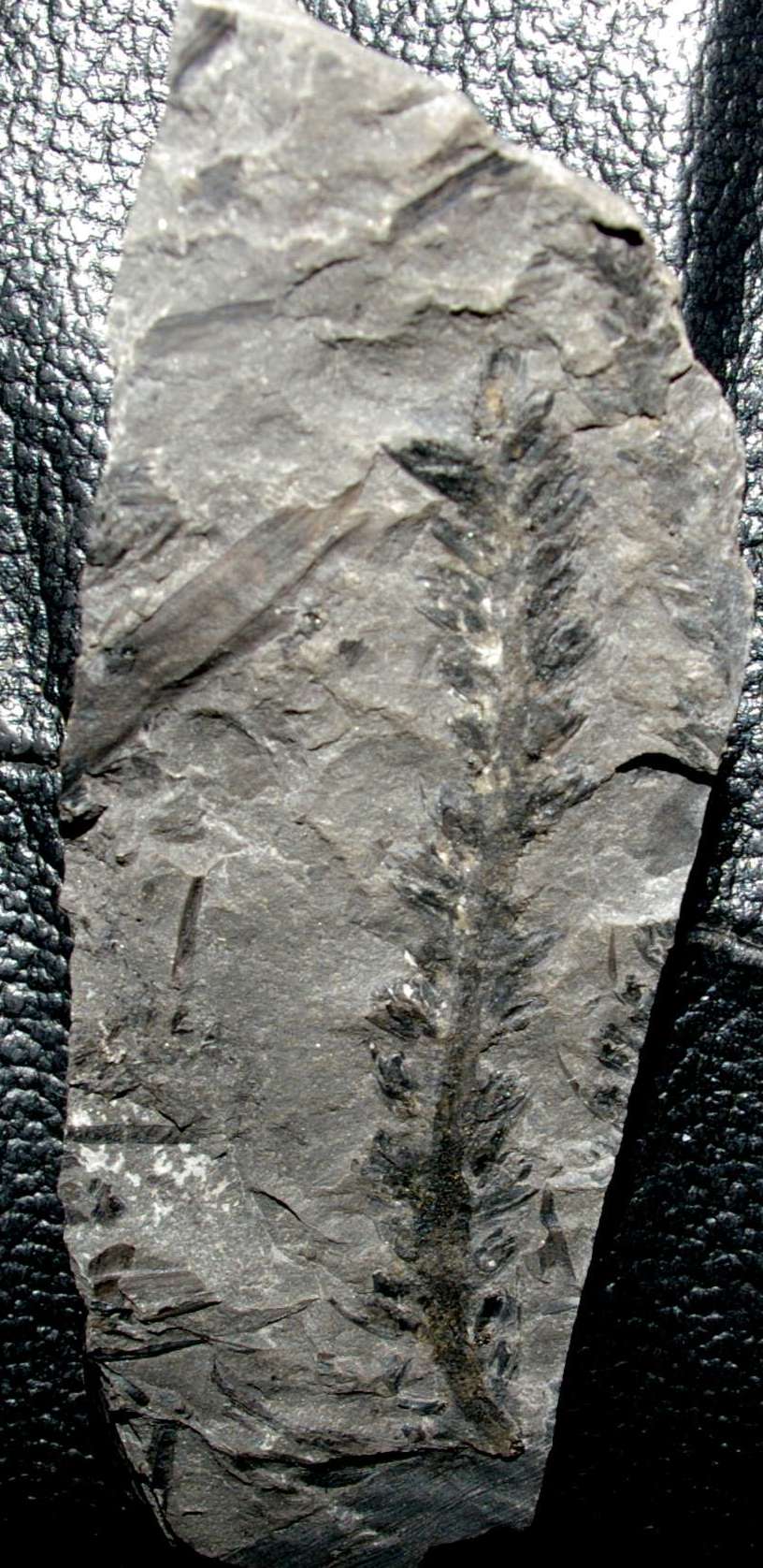 Cordaitanthus   