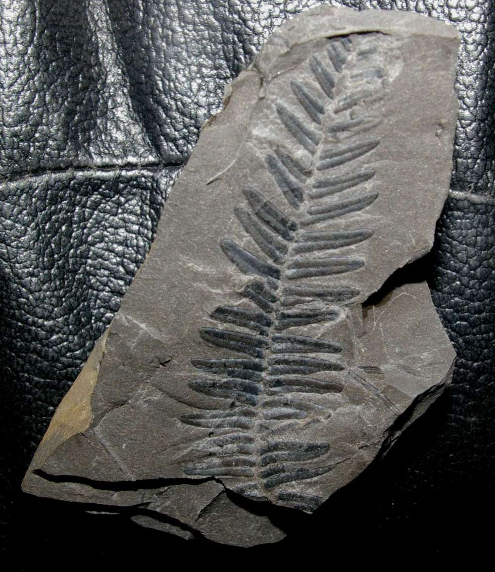 Neuropteris schlehani   