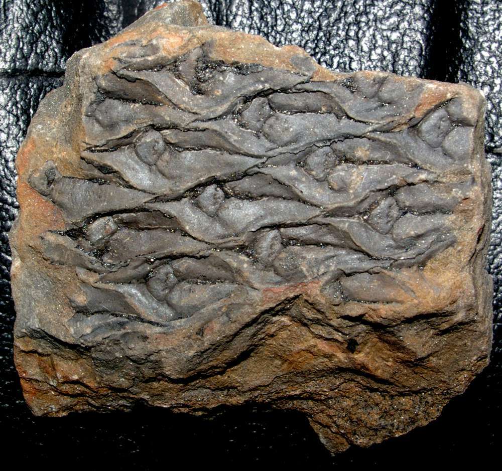 Lepidodendron   