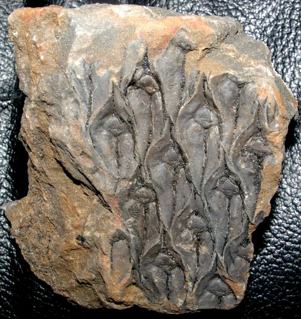 Lepidodendron   